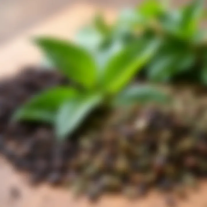 An assortment of tea leaves and herbs for iced tea preparation