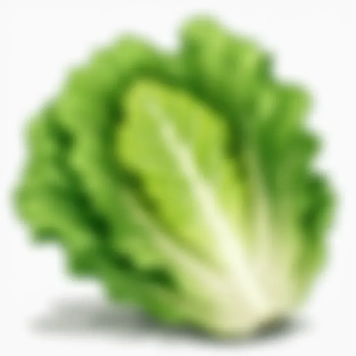 Crisp, vibrant iceberg lettuce leaves