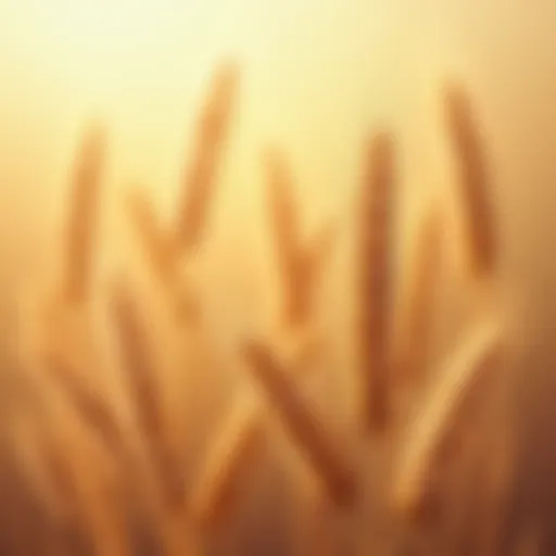 Various types of wheat grains showcasing diversity