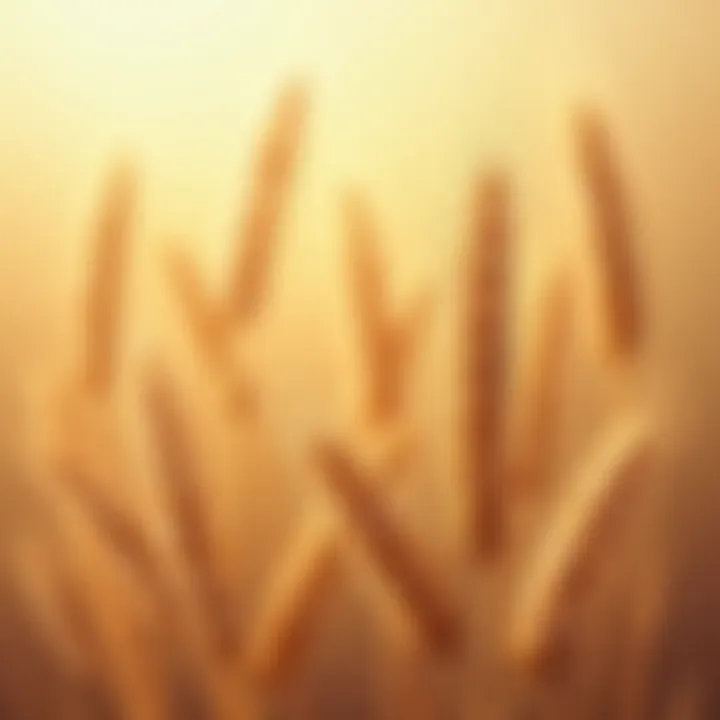Various types of wheat grains showcasing diversity